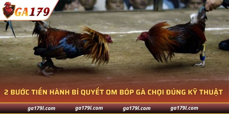 2 bước tiến hành bí quyết om bóp gà chọi đúng kỹ thuật