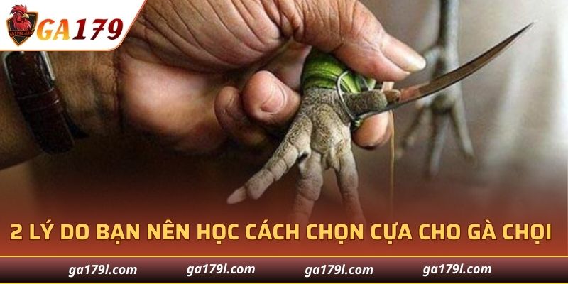 2 lý do bạn nên học cách chọn cựa cho gà chọi