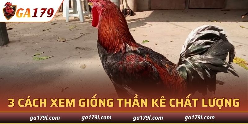 3 cách xem Gà Thần Kê tốt