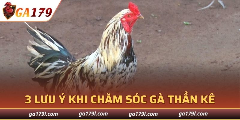 3 điều nên biết khi chăm sóc Gà Thần Kê