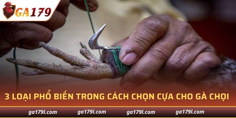 3 loại phổ biến trong cách chọn cựa cho gà chọi