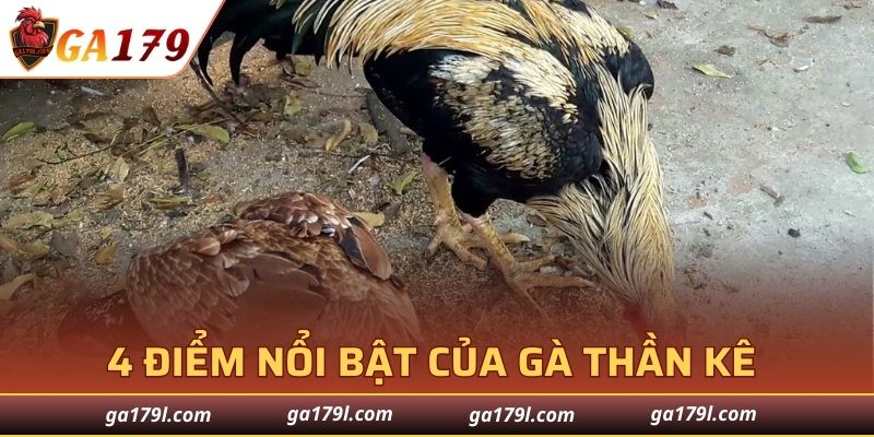 4 điểm nổi bật của Gà Thần Kê