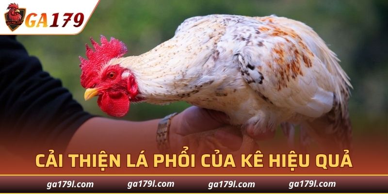 Cải thiện lá phổi của kê hiệu quả