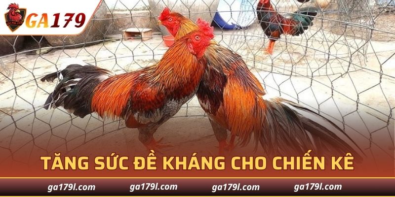 Tăng sức đề kháng cho chiến kê