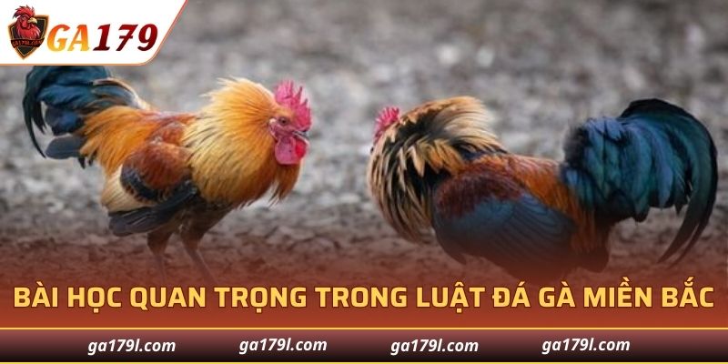 Bài học quan trọng khi nắm vững luật đá gà miền Bắc