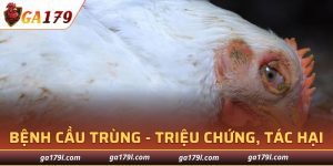 Bệnh Cầu Trùng Ở Gà