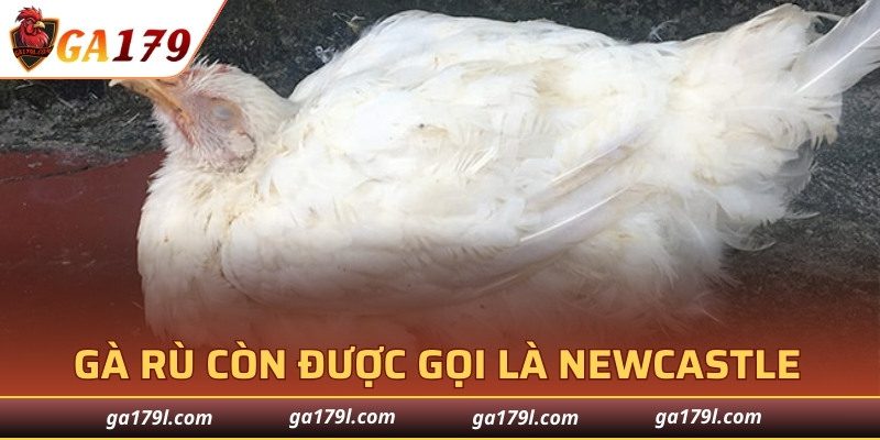Bệnh gà rù hay còn được gọi là Newcastle