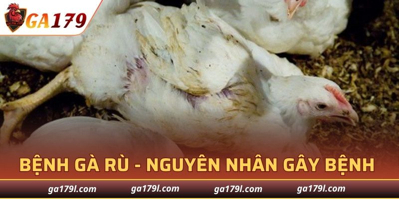 Bệnh Gà Rù