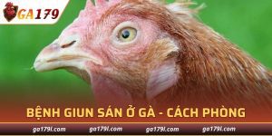 Bệnh Giun Sán Ở Gà