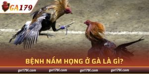 Bệnh Nấm Họng Ở Gà