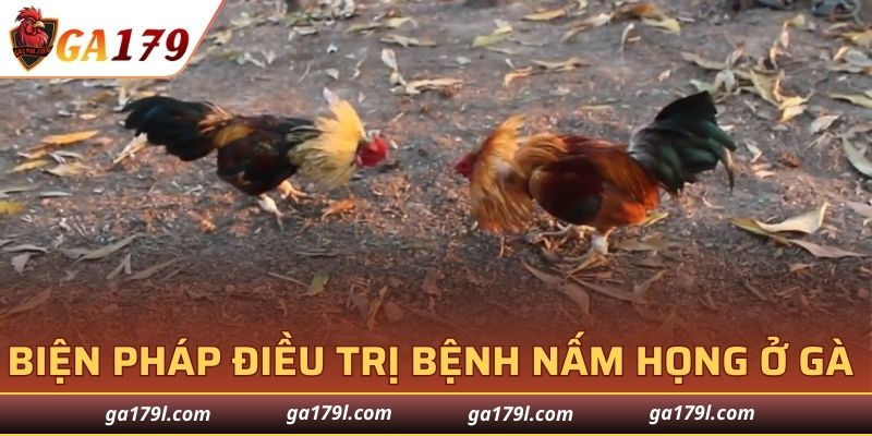 Biện pháp điều trị bệnh nấm họng ở gà hiệu quả