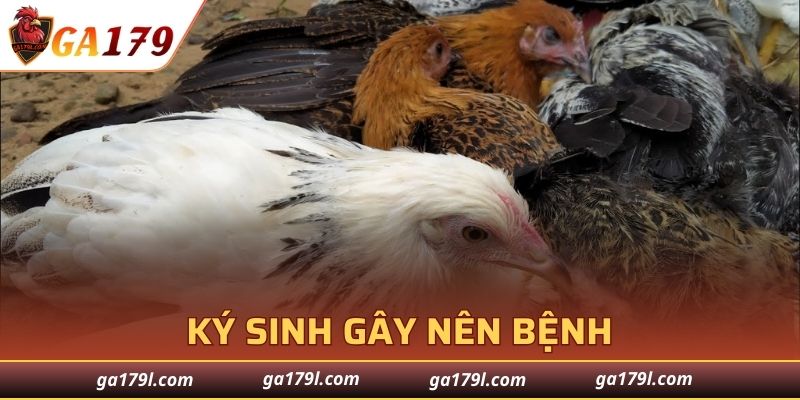 Các loại ký sinh trùng phổ biến