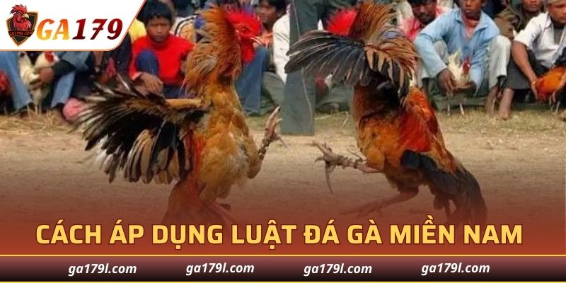 Cách áp dụng luật đá gà miền Nam