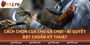Cách Chọn Cựa Cho Gà Chọi