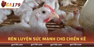Cách Huấn Luyện Gà Chọi