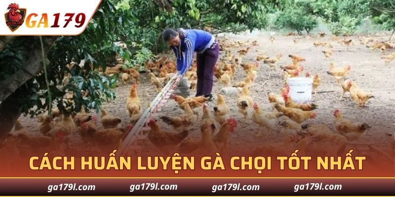 Cách Huấn Luyện Gà Chọi