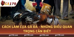 Cách Làm Cựa Gà Đá