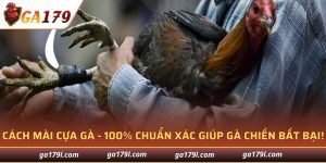 Cách Mài Cựa Gà