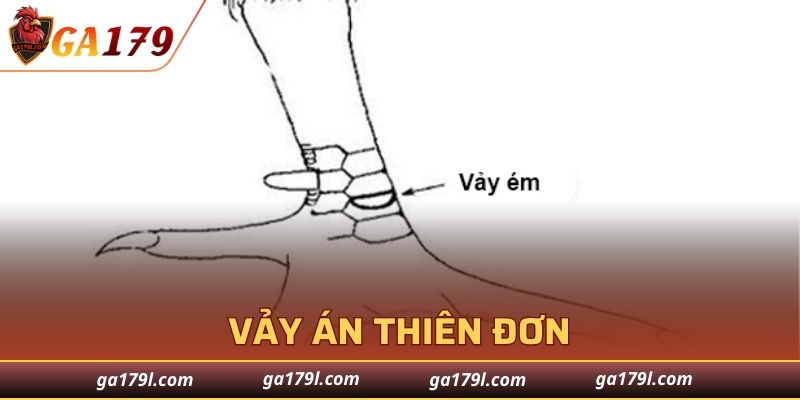 Cách nhận biết Vảy Án Thiên Đơn cuốn hút của gà chọi