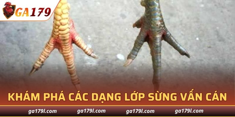 Cách phân biệt vảy Vấn Cán cao dễ dàng