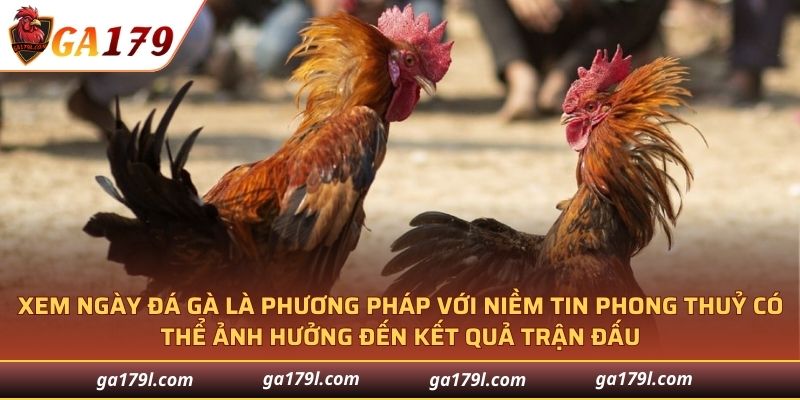 Cách xem ngày đá gà là niềm tin phong thuỷ