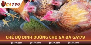 Chế Độ Dinh Dưỡng Cho Gà Đá