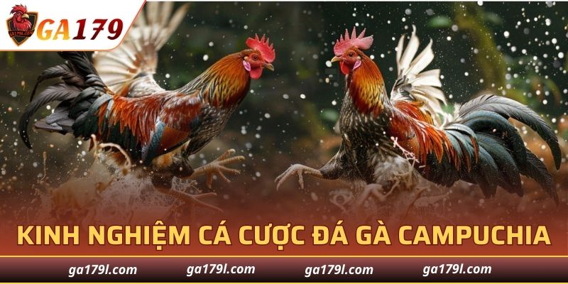 Chia sẻ kinh nghiệm cá cược đá gà hiệu quả tại GA179