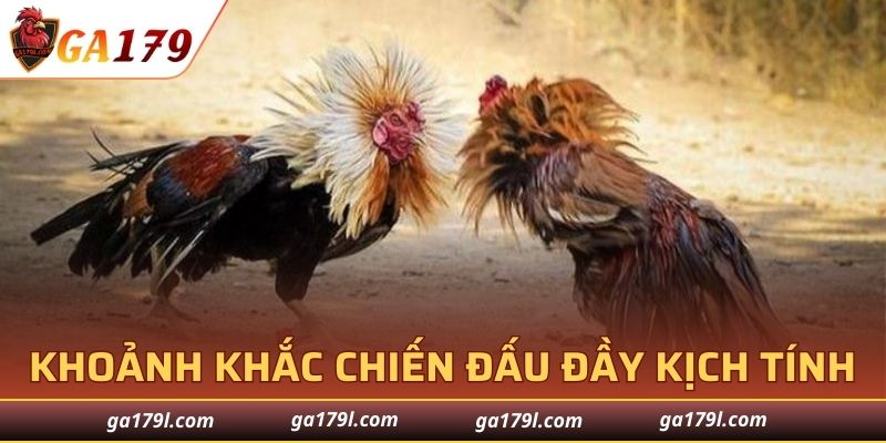 Chiến kê Thomo trong khoảnh khắc chiến đấu đầy kịch tính