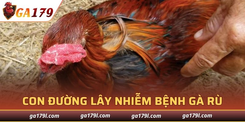 Con đường lây nhiễm bệnh gà rù phổ biến