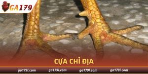 Cựa Chỉ Địa
