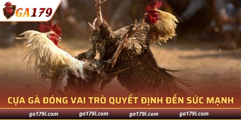 Cựa gà đóng vai trò quyết định đến sức mạnh thi đấu