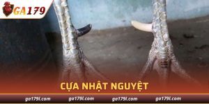 Cựa Nhật Nguyệt