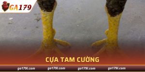 Cựa Tam Cường