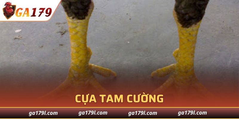 Cựa Tam Cường