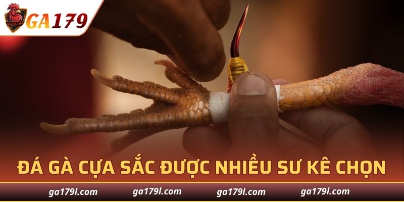 Đá gà cựa sắc luôn được nhiều sư kê chọn mỗi khi tham gia