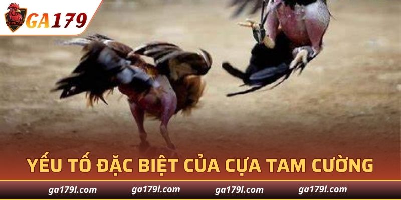 Đặc điểm của cựa tam cường về cấu tạo