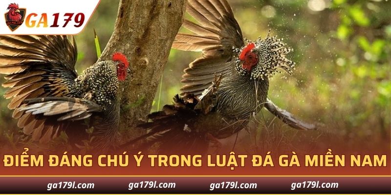 Điểm đáng chú ý trong luật đá gà miền Nam