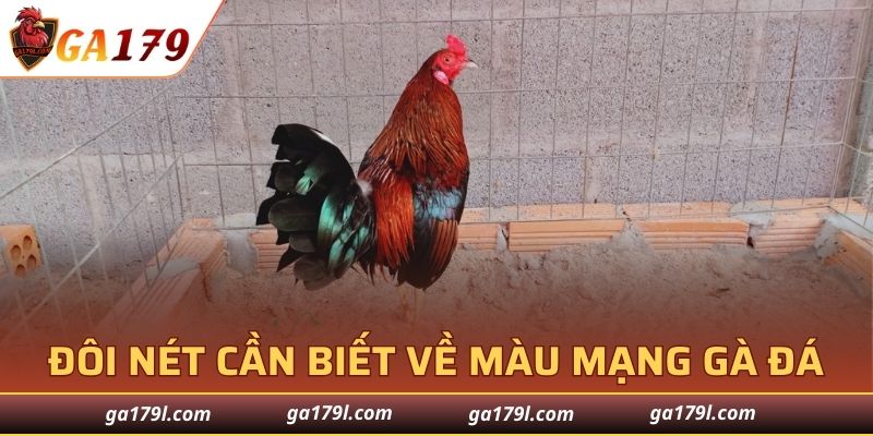 Đôi nét cần biết về màu mạng gà đá