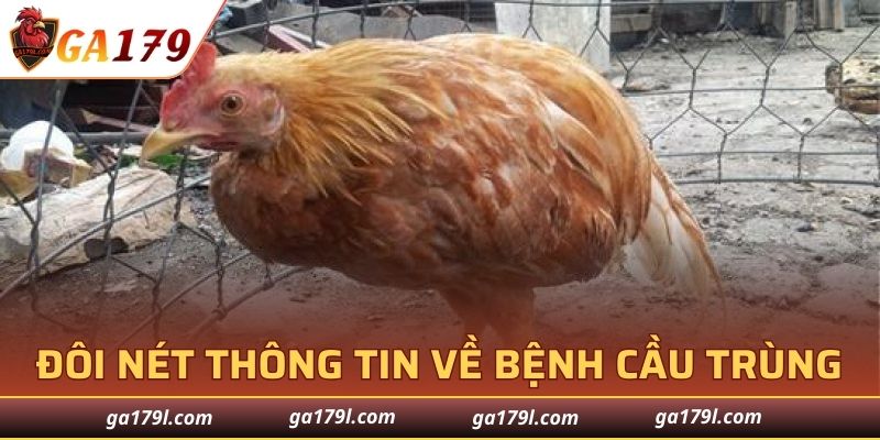 Đôi nét thông tin về bệnh cầu trùng ở gà