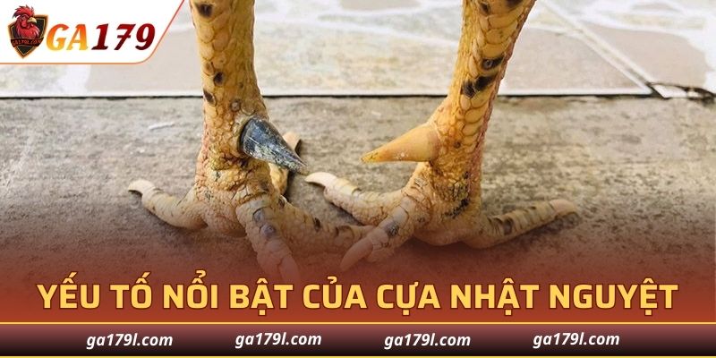 Dòng gà cựa nhật nguyệt cực quý hiếm