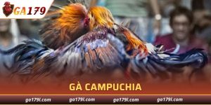 Gà Campuchia