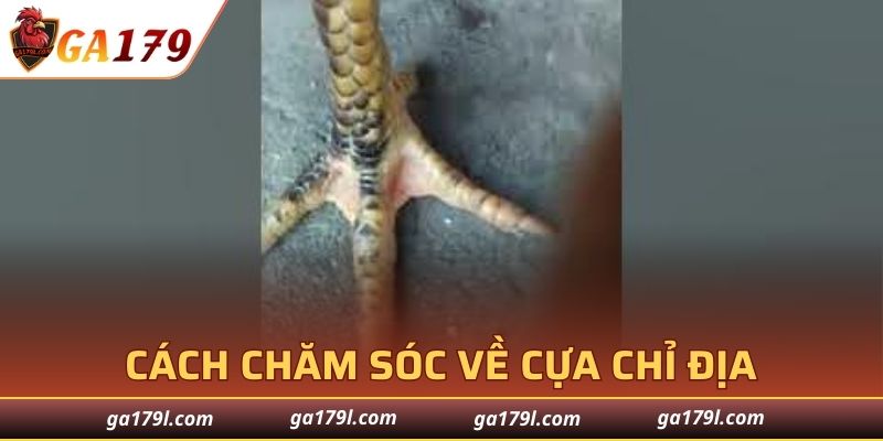 Gà khỏe - Mở đầu cho những chiến thắng vang dội
