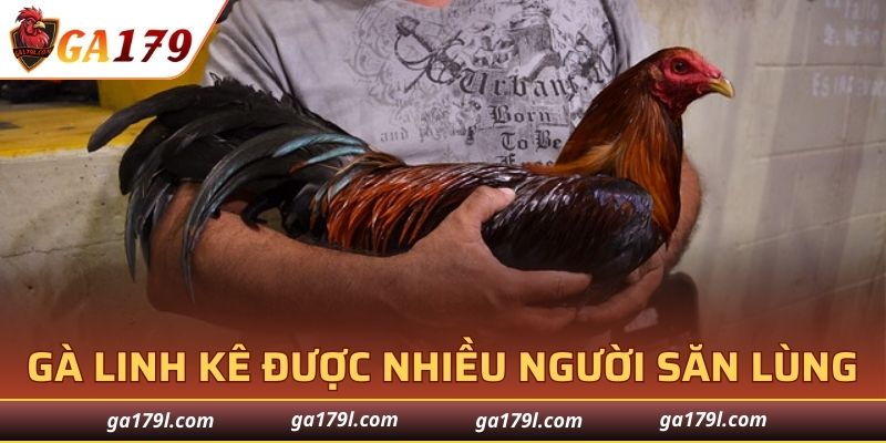 Gà Linh kê quý hiếm được nhiều người săn lùng nhất