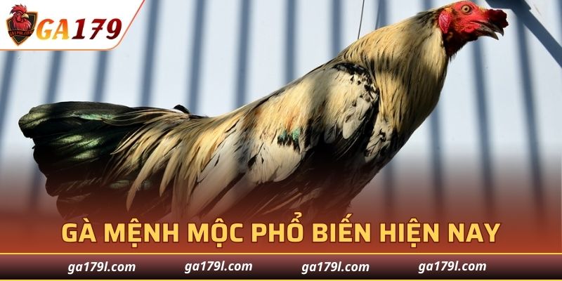 Gà mệnh Mộc phổ biến hiện nay