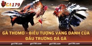 Gà Thomo