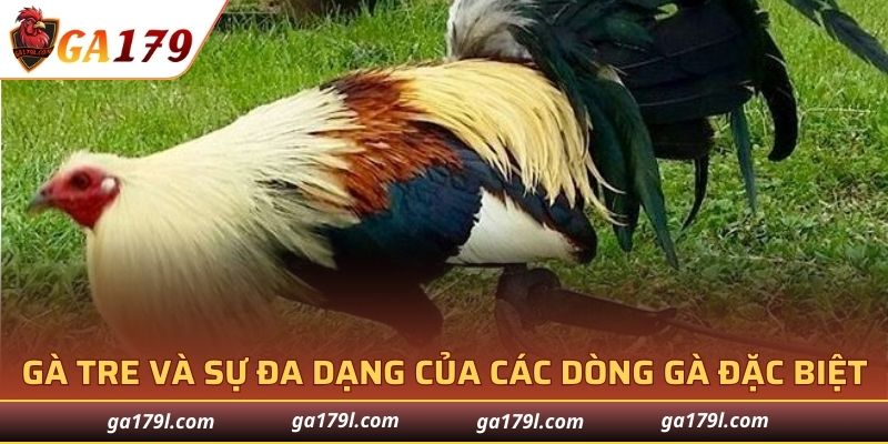 Gà tre và sự đa dạng của các dòng gà đặc biệt