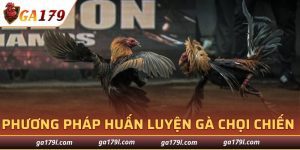 Huấn Luyện Gà Chọi Chiến
