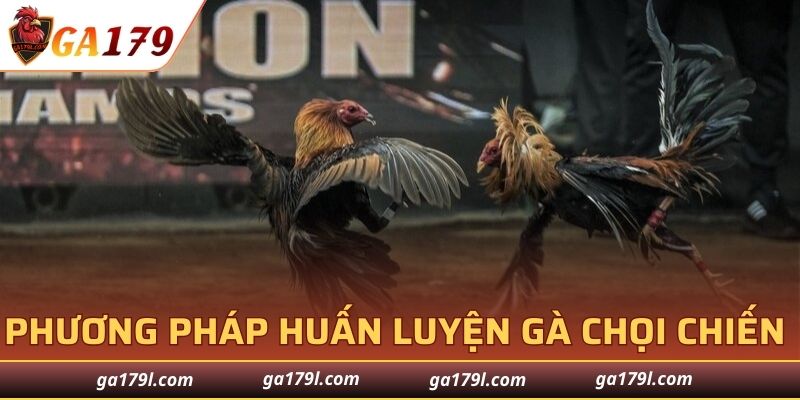 Huấn Luyện Gà Chọi Chiến