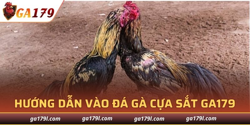 Hướng dẫn các bước vào đá gà cựa sắt GA179