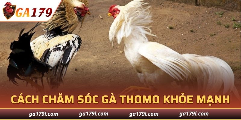 Hướng dẫn cách chăm sóc Gà Thomo khỏe mạnh